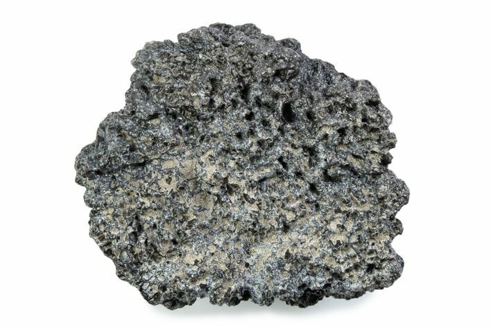 Fossil Glyptodont (Glyptotherium) Bony Armor Osteoderm - Florida #362296